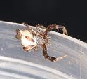 Cyrtophora_ZZ314_D3528_Z_84_Karinji NP_Australie
